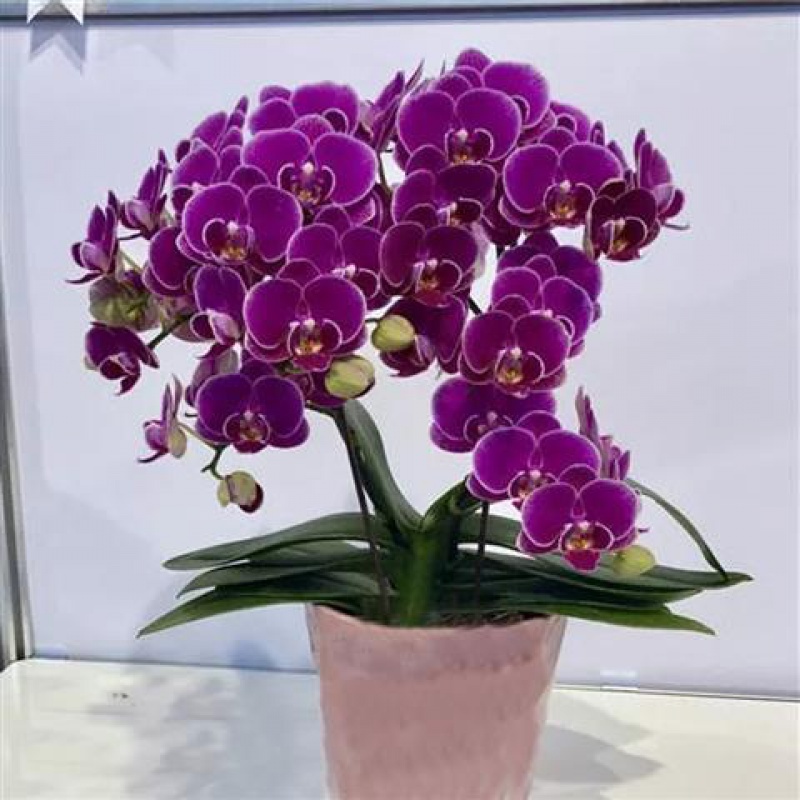 花剑室内客厅花卉植物四季好养开花绿植兰花 血紫色(包品种包开花) 6