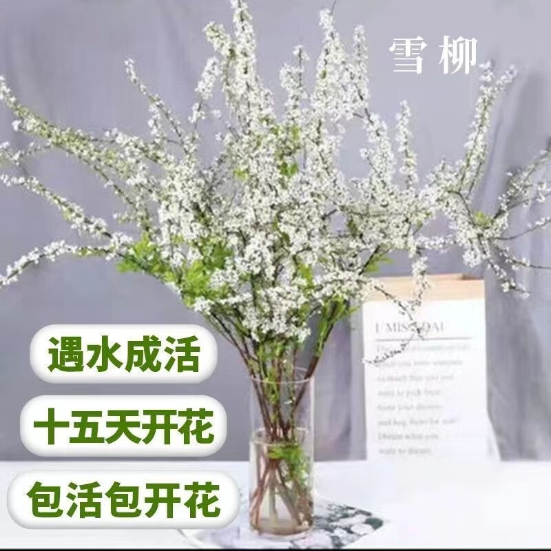 酷果汇  雪柳干支枯木逢春干支遇水开花水培鲜花室内花卉 雪柳【枝条】 40-50公分【10支】