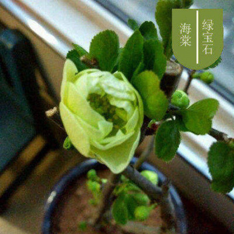 基地现挖耐寒重瓣长寿冠四季盆栽花卉室内庭院当年开花 绿宝石海棠 6