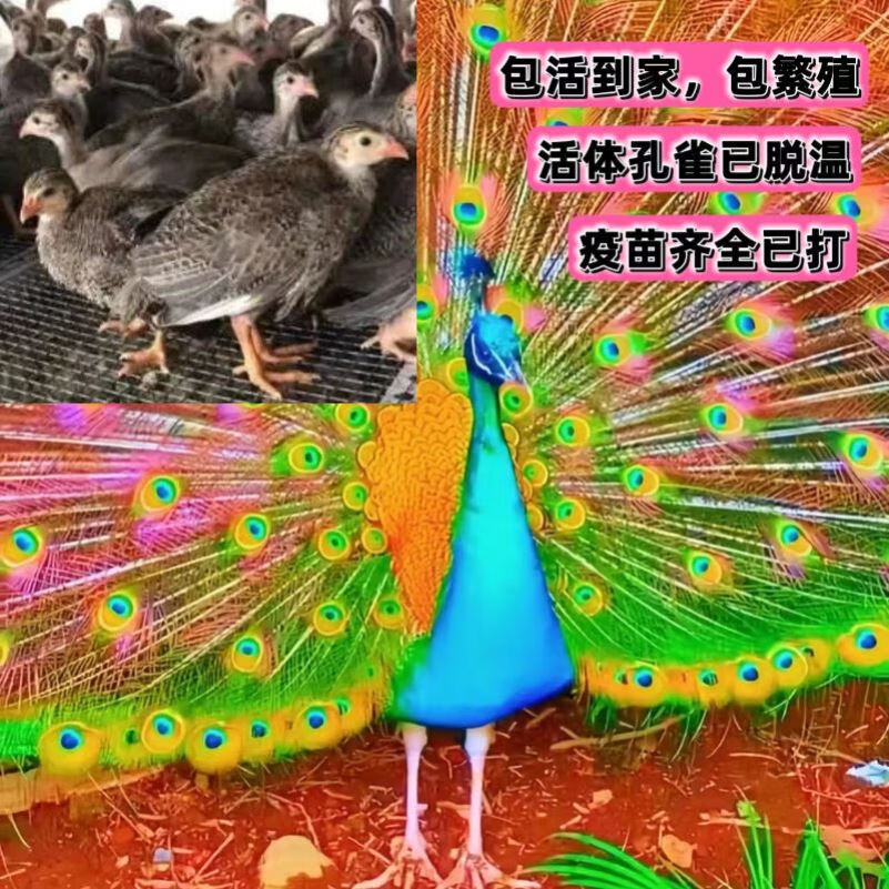 孔雀苗公母一对幼苗家养幼崽小孔雀观赏鸟红蓝花孔雀 f48-七彩孔雀苗