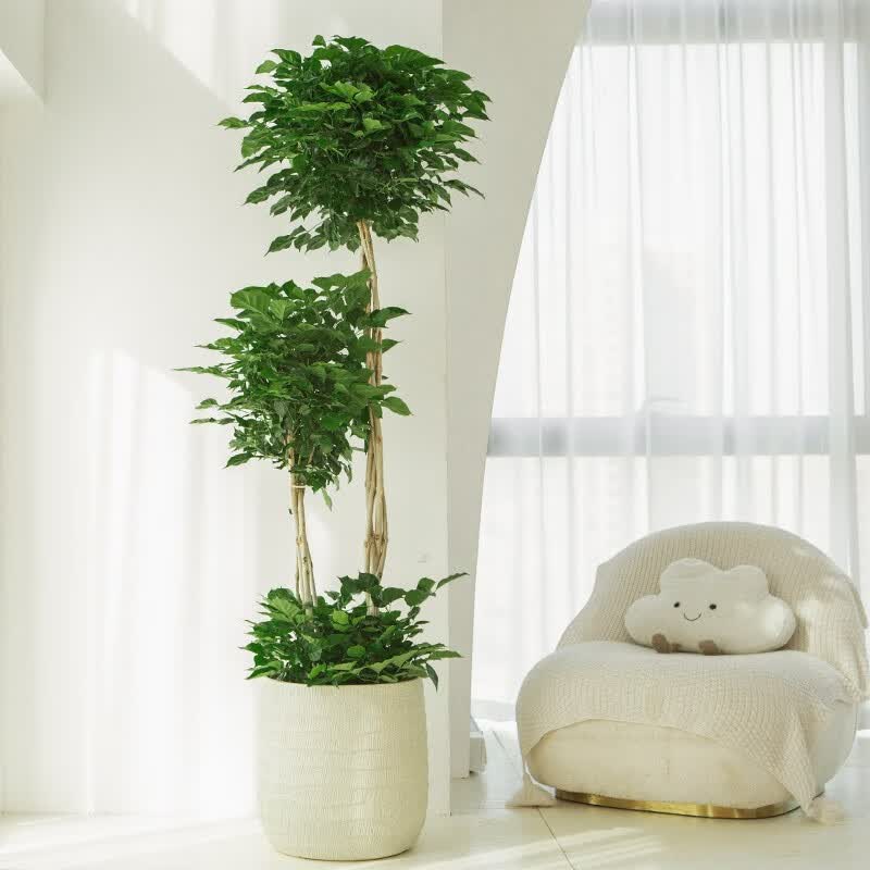 幸福树 盆栽客厅室内大型落地绿植老桩办公室新屋除甲醛送礼植物 三层1.5-1.6M牛油果绿波浪镁泥盆高性价比高么？