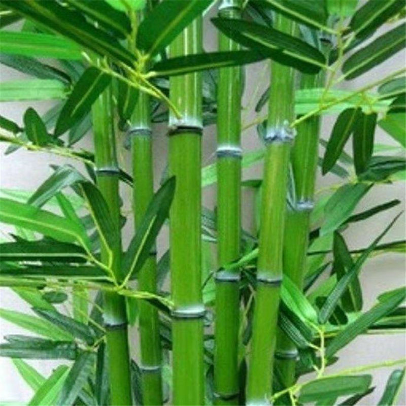 春枝韵大型毛竹种子 紫竹 佛肚竹四季种竹子 雷竹食用竹笋大青竹 青竹