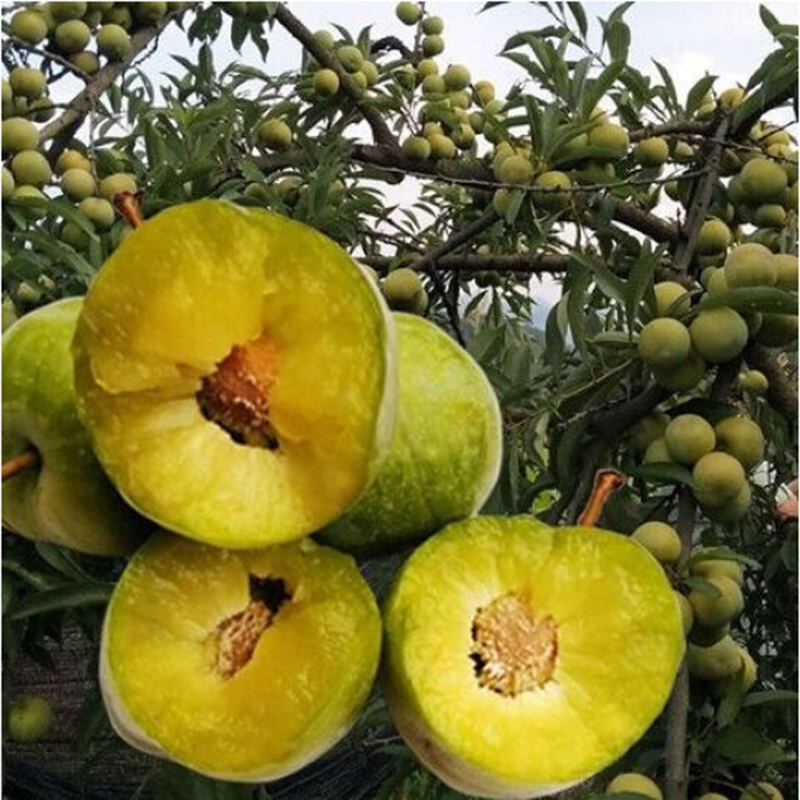 北方种植李子苗果树嫁接新品种水果树苗当年结果苗 蜂糖李子树4年苗