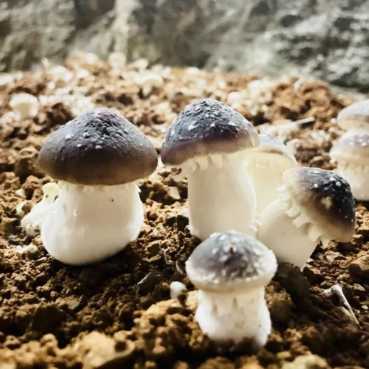 赤松茸大球盖菇菌菇煲汤姬松茸仿野生贵州蘑菇 1斤