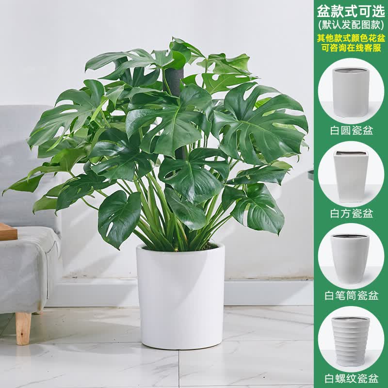 【送货到家 】龟背竹大盆栽室内外开背大型老桩植物吸甲醛清新空气水培客厅植物好养易活懒人花卉喜阴 高80-90cm含白圆瓷盆 含盆使用感如何?