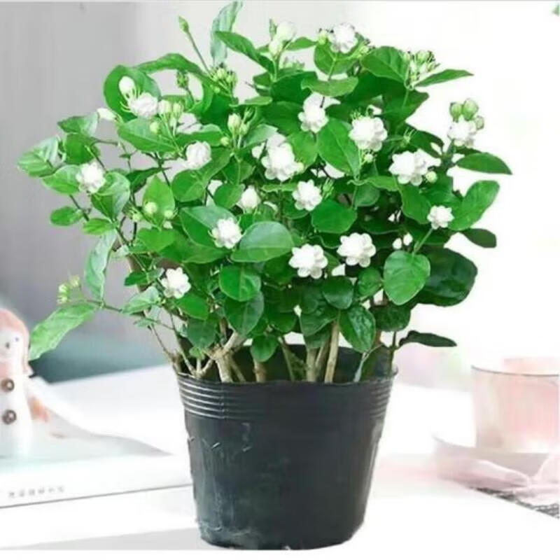 思取茉莉花盆栽带花苞室内花卉观花植物四季好养开花香水茉莉非洲