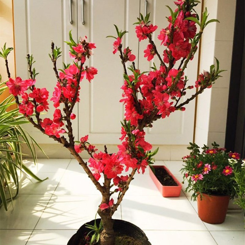 苗彩园艺 矮状观赏桃花盆景室内外庭院盆栽地栽矮化景观桃花树苗寿星
