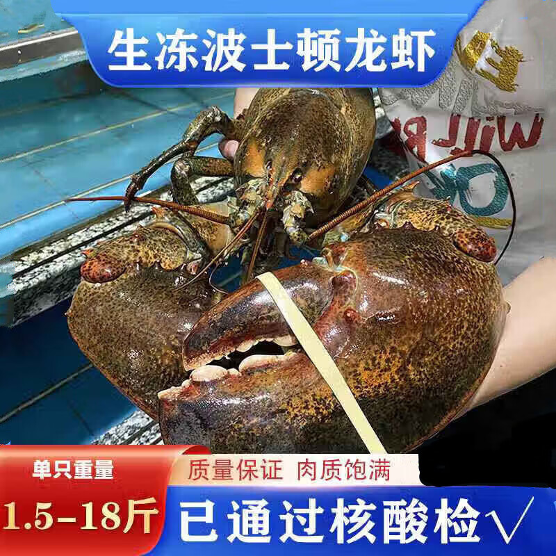 永相惜（Yongxiangxi） 波士顿龙虾生冻大龙虾速冻波龙特大冰鲜澳洲澳龙青龙 750g