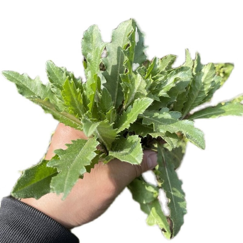 zxc七七菜新鲜带刺菜带根带叶小蓟草全草萋萋菜蓟蓟草刺角芽食用500g