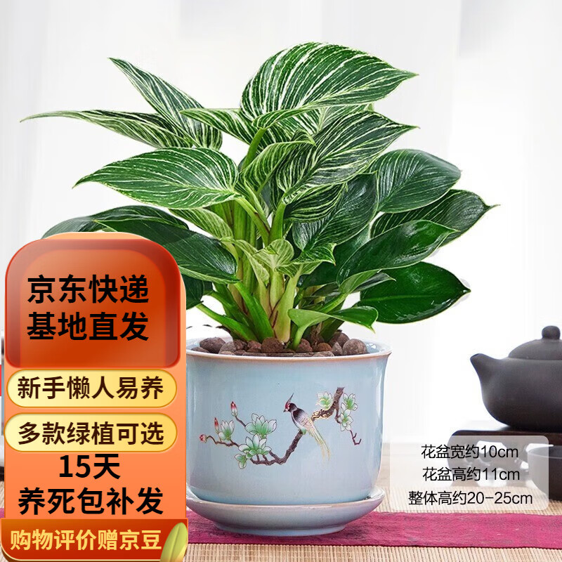 水培铂金钻锦化绿公主室内盆栽北欧绿植书房植物 铂金钻盆栽(报喜鸟