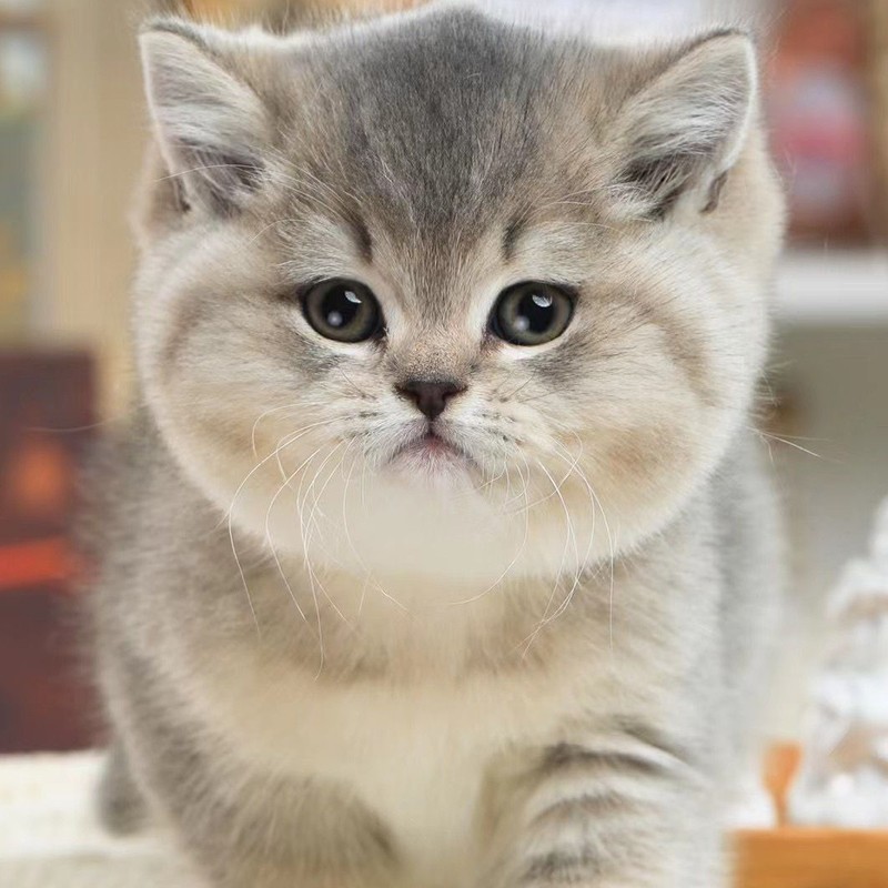 广宠广东纯种蓝金渐层猫英短金渐层幼猫矮脚猫银渐层幼猫家养宠物猫小