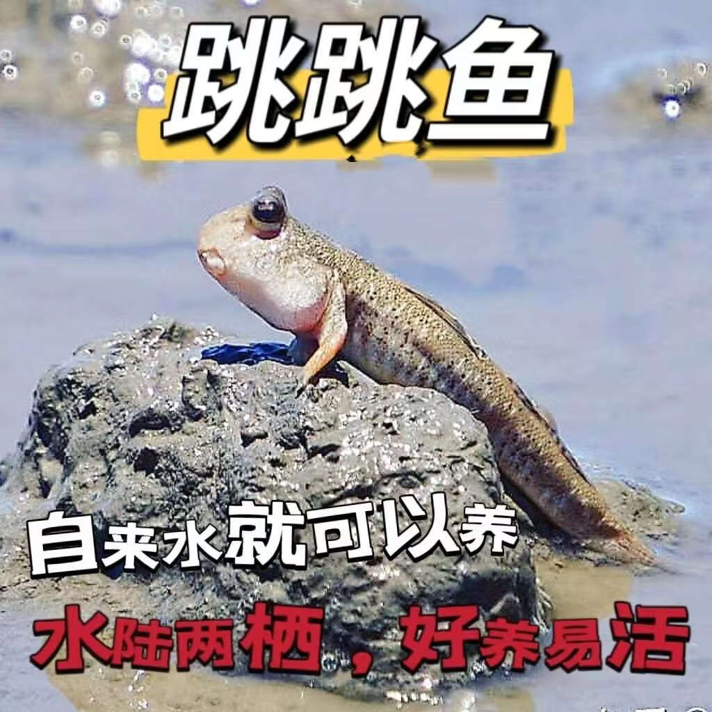 仟芸跳跳鱼宠物弹涂鱼红鳍淡水鱼观赏鱼海水鱼滩涂鱼萌宠易养易活 (3