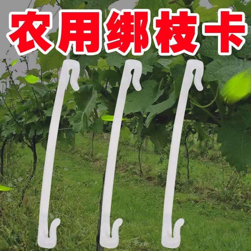 江影清葡萄绑枝卡子猕猴桃绑枝卡绑枝器新式塑料绑蔓卡子固定扣扎丝