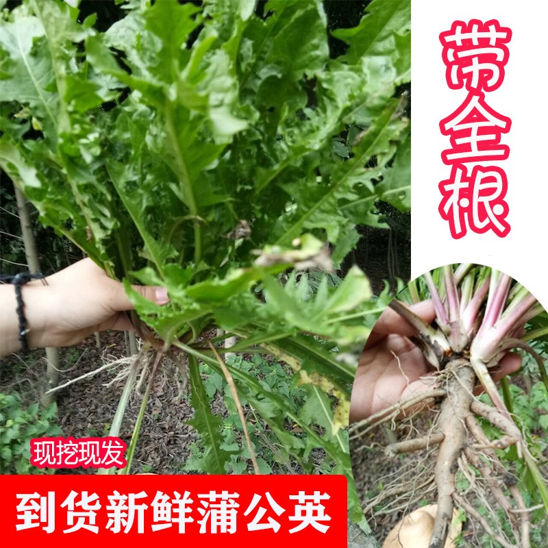 良邻和优蒲公英 带根鲜婆婆丁菜  野菜全棵泡水外敷 2斤