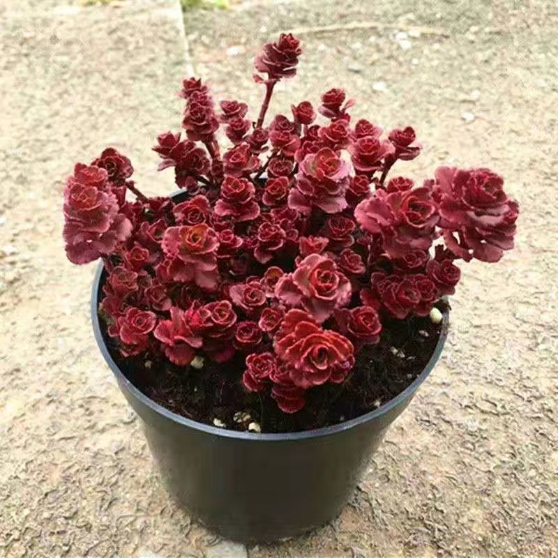 【精选】火祭群生多头多肉植物盆栽红叶祭火祭锦肉肉绿植花卉吸 小球