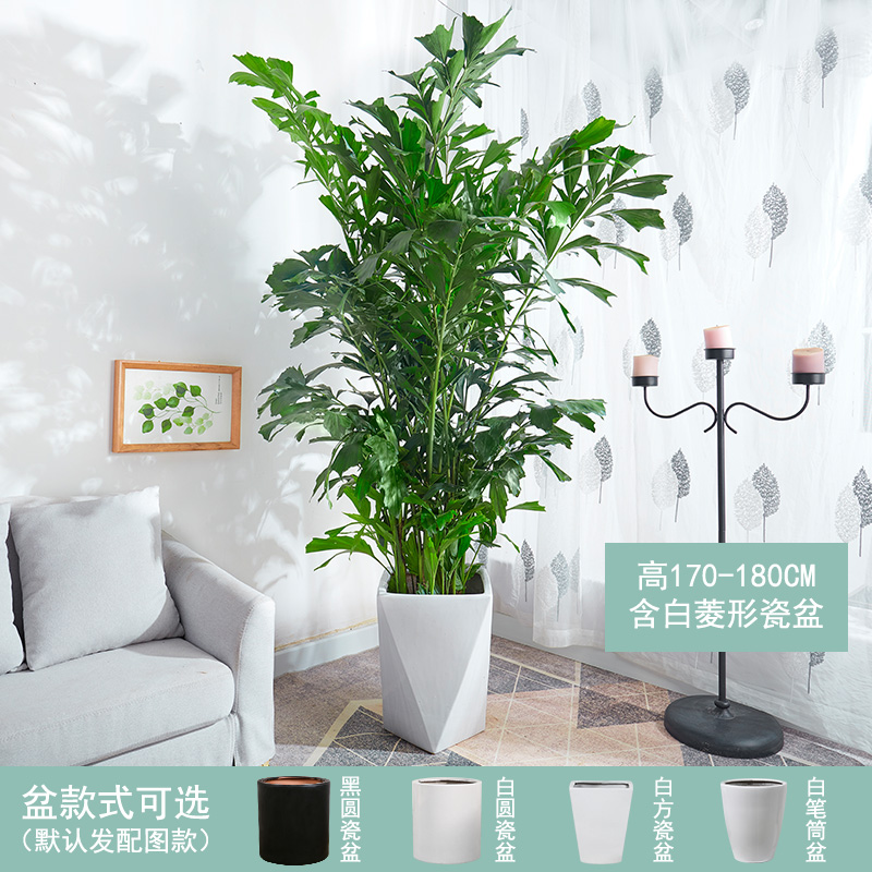 【送货到家】鱼尾葵盆栽大型室内好养招财树绿植办公室公司走廊客厅
