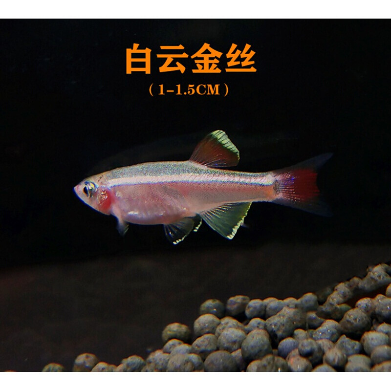 【店铺推荐】白云金丝鱼活体鱼原生鱼淡水鱼不用加温冷水鱼红尾金丝鱼