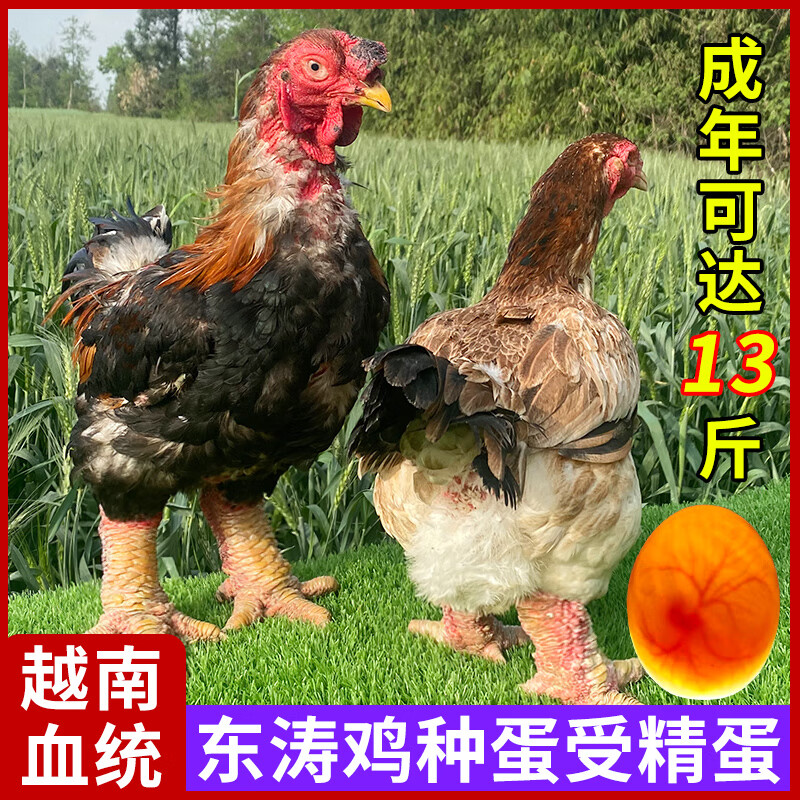 纯种东涛鸡种蛋受精蛋可孵化越南粗腿鸡大脚鸡观赏鸡大型10枚 1枚