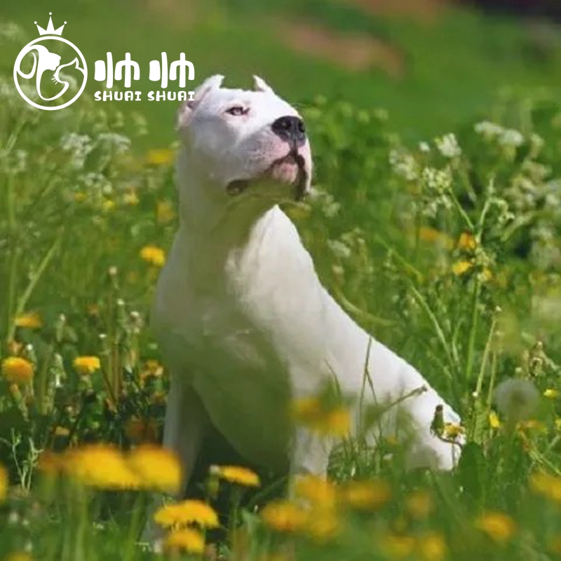帅帅名宠【健康保障】杜高犬幼犬活体纯种大型护卫巨型猛犬杜高犬