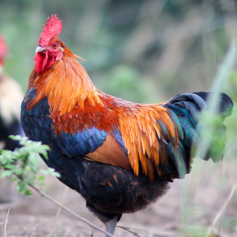 老公鸡 老母鸡 跑山走地农家散养笨仔鸡肉 大土公鸡(整只不分切)