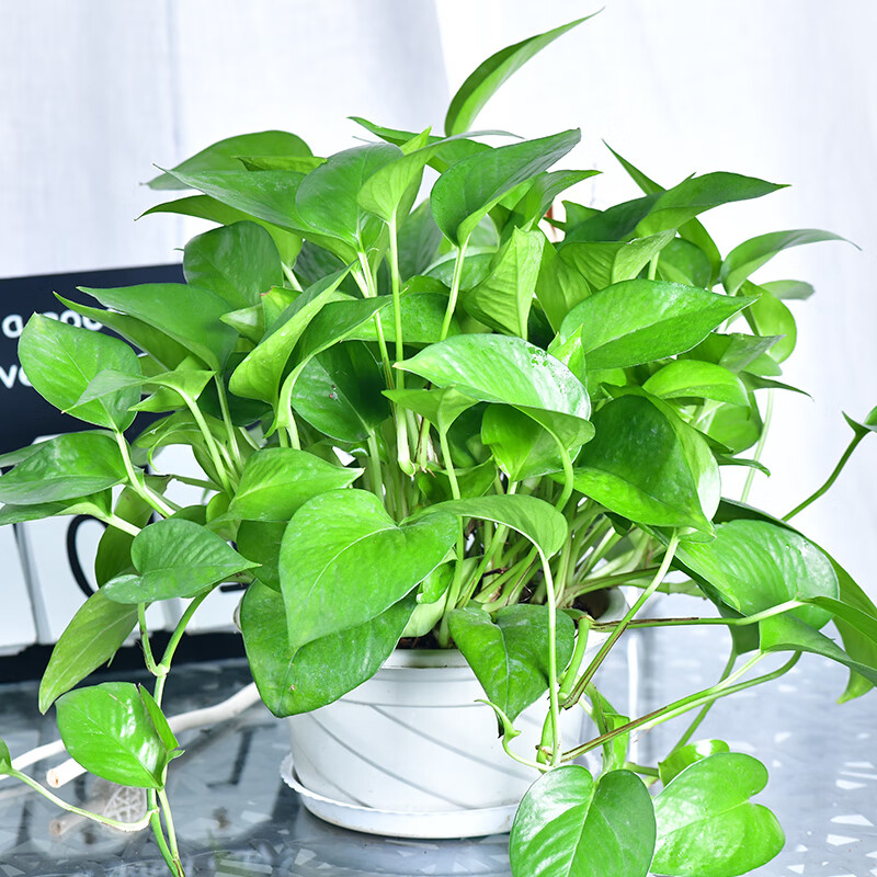 青源绿萝盆栽室内绿植花卉水培植物大叶绿箩 4盆精品绿萝 带盆栽好