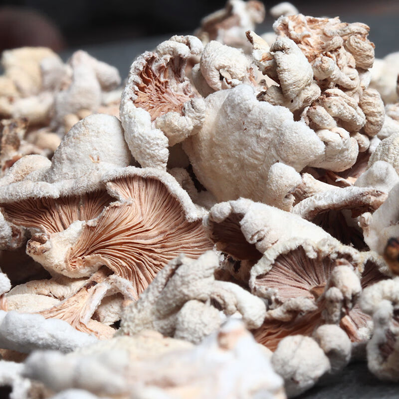 鲁沾云南好吃的南北干货白参菌干货50克 农家特产食用菌蘑菇菌煲汤炒