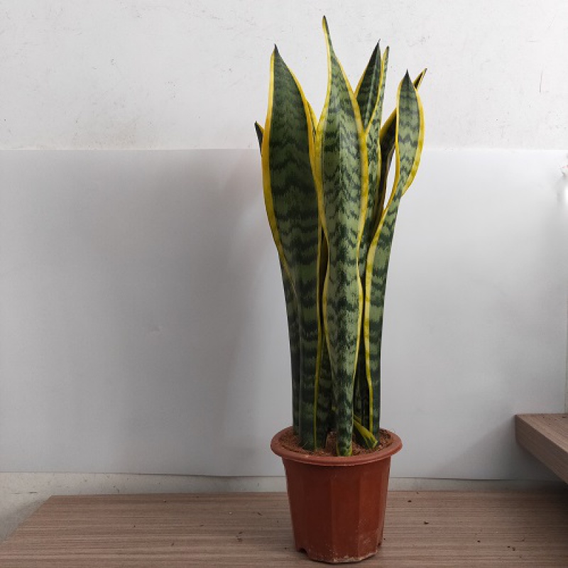 大金边虎皮兰室内新房植物卧室大绿植 虎皮兰6棵 不含盆