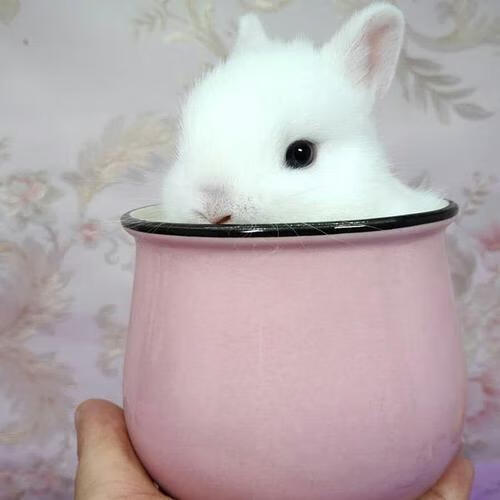 小兔子活体家养侏儒兔小型宠物兔垂耳兔西施凤眼毛毛兔 精品茶杯兔