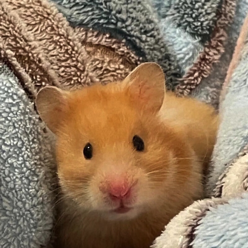 【家养】长毛金丝熊仓鼠活体温顺易上手适合宿舍家庭饲养的小动物