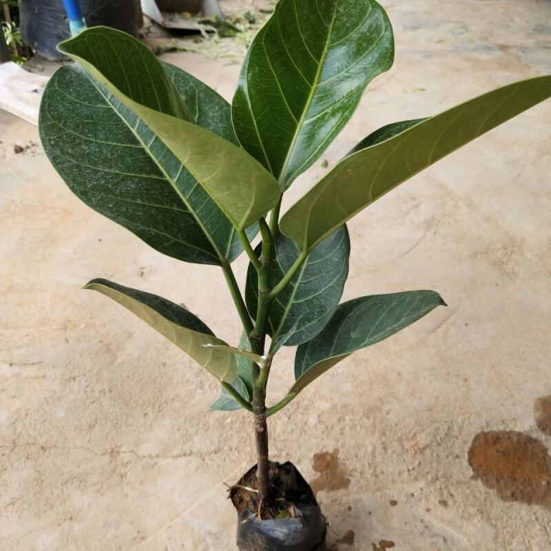 大叶榕树苗高山榕苗四季常青耐寒榕树观赏盆景苗室内盆栽绿植 高山榕