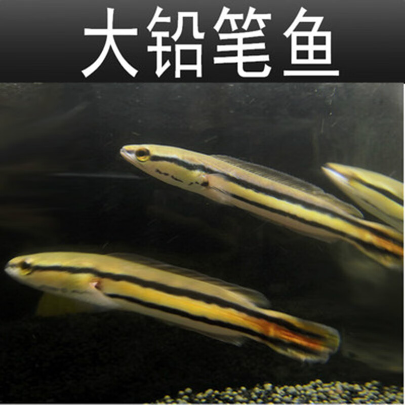 大铅笔鱼活鱼苗雷龙小盾鳢多曼大型凶猛肉食龙鱼热带观赏鱼 12-13cm