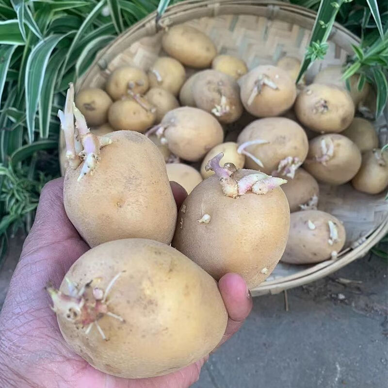 云南黄皮黄心适合秋冬季的土豆种土豆芽发芽洋芋种10斤 黄皮黄心土豆