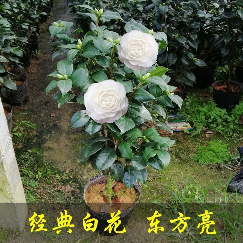 四季茶花盆栽室内好养植物四季开花阳台庭院山茶花香妃带花苞 水晶白