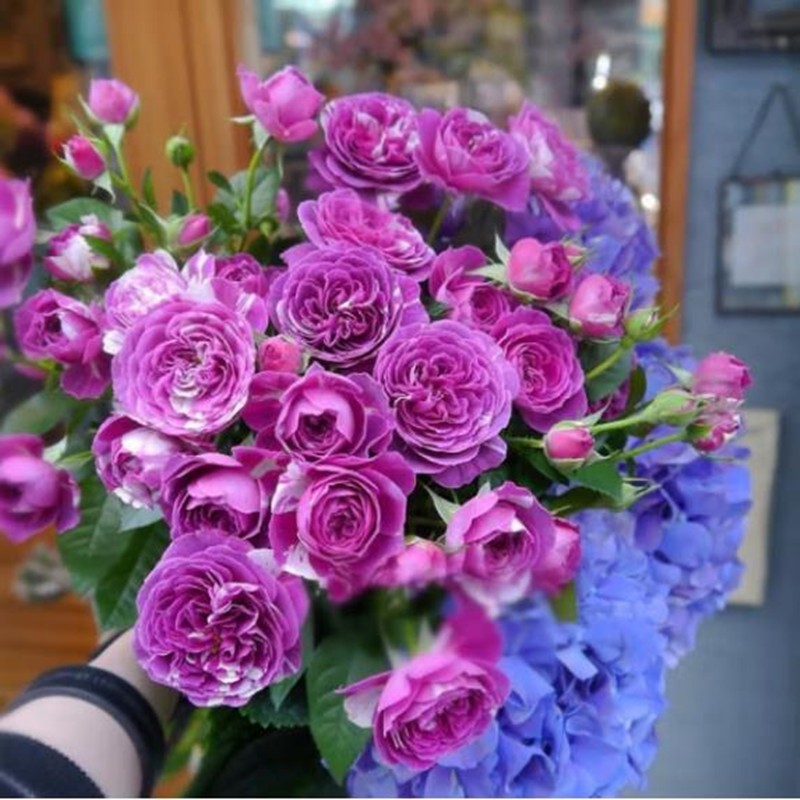 阳台室内观花植物花卉盆栽四季开花月季 果汁阳台 芬芳宝石【大苗】