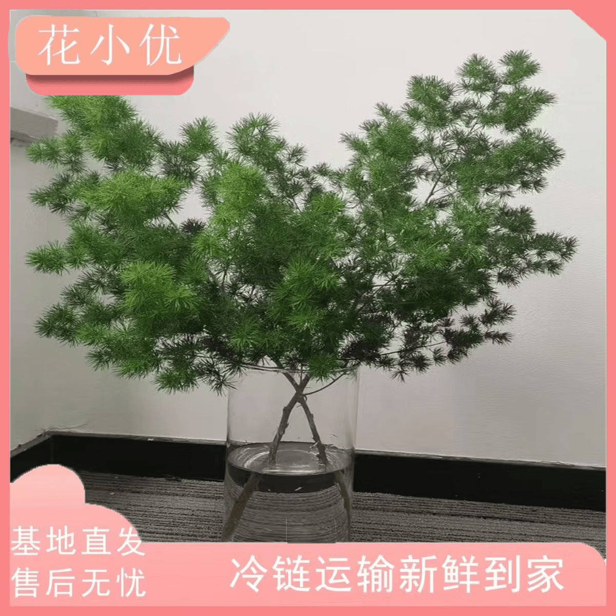 花小优【基地精选】蓬莱松云南昆明鲜切花基地直发优质鲜花 绿色 3-5