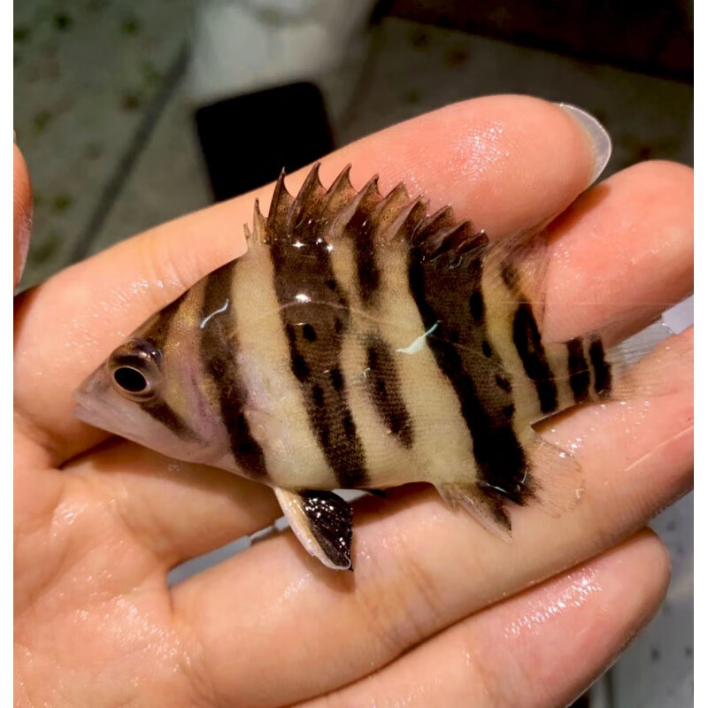 印尼三纹虎鱼泰国泰北虎淡水苏虎杂纹四纹虎观赏鱼练手虎鱼虎鱼苗苏 