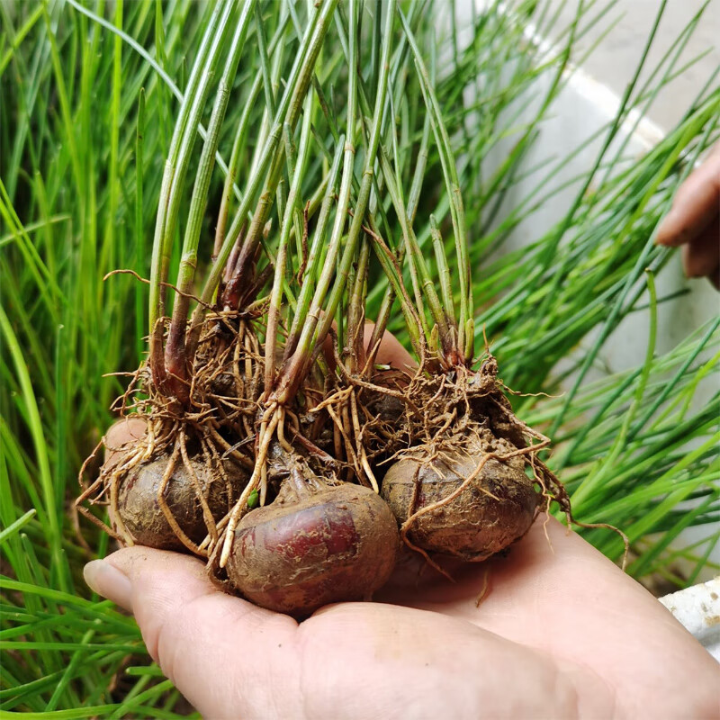 桂林荔浦马蹄种子高产脆甜无渣多汁水果型荸荠种植苗新鲜 10颗马蹄苗
