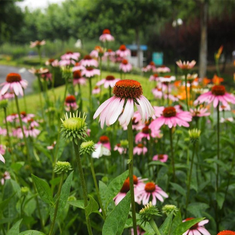 花友秀 松果菊种子观赏花卉种子 宿根花卉多年生花海草花种子混色庭院