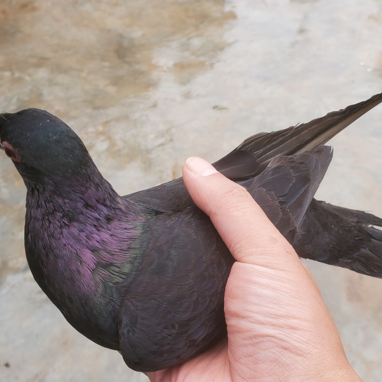 高飞鸽子黑色种鸽一对头顶盘旋直入云霄新疆西藏自付 鸽种颜色 2两