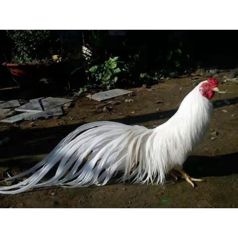 长尾鸡活体白长尾黑长尾三彩长尾鸡活鸡仔观赏鸡小鸡活苗宠物鸡 白色