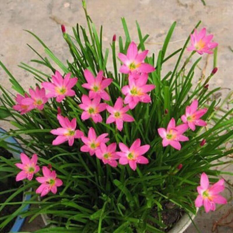 花e流盆栽球根植物花卉庭院植物葱兰球根花苗葱兰韭兰风雨兰苗不含 混