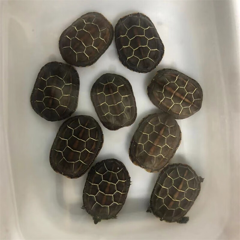 【龟龟爬天下】外塘中华草龟黑腹金线情侣宠物活体墨龟苗水陆两栖观赏