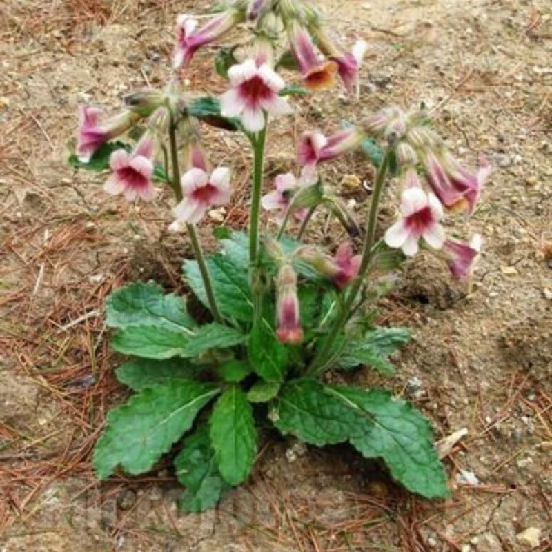 秦岭野生正宗新鲜地黄苗生地黄苗现挖地黄根中药材苗盆栽到家 小苗5颗
