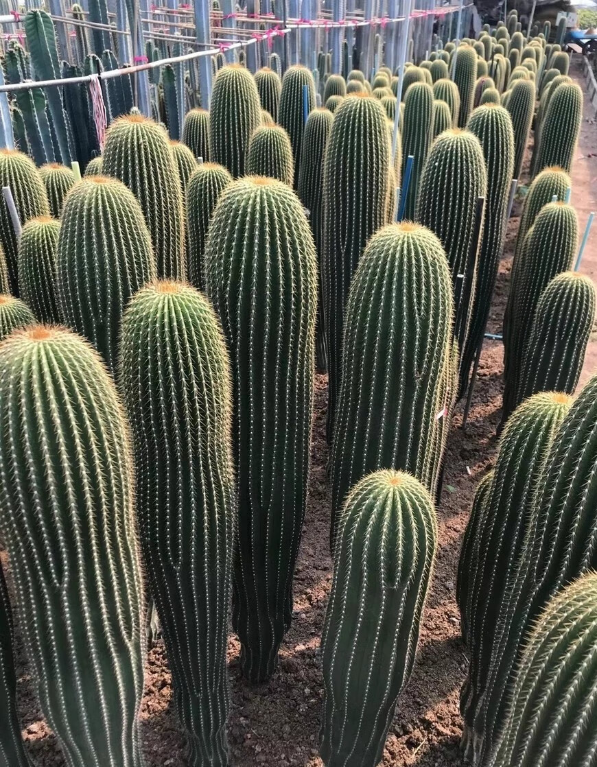 仙人球盆栽中等大凤龙掌多肉植物大型柱沙漠庭院景观造景花卉 单头55
