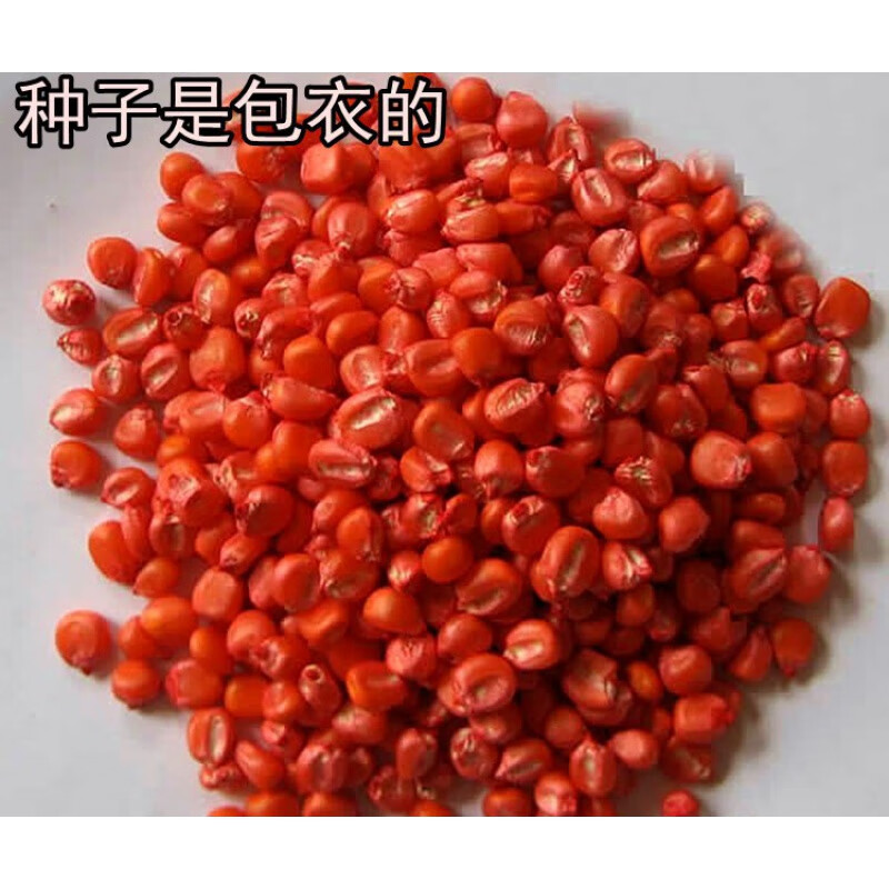 杂交大田高产玉米种丹东良玉99登海1996鲁星702玉米种子 高产原装散称