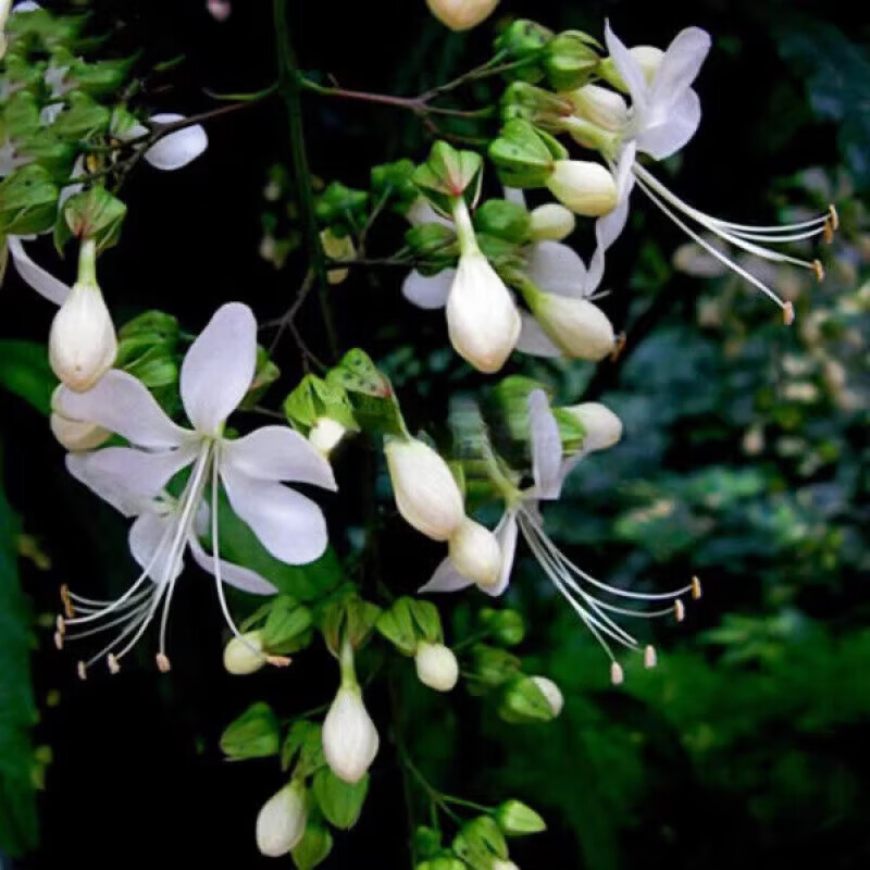 姒桀茉莉花种子重瓣 虎头茉莉白茉莉花种子 四季庭院阳台易种易活植物