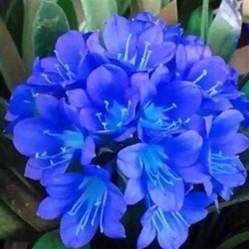 【精选】南非君子兰花君子兰盆栽精品室内植物君子兰花苗四季常青兰花