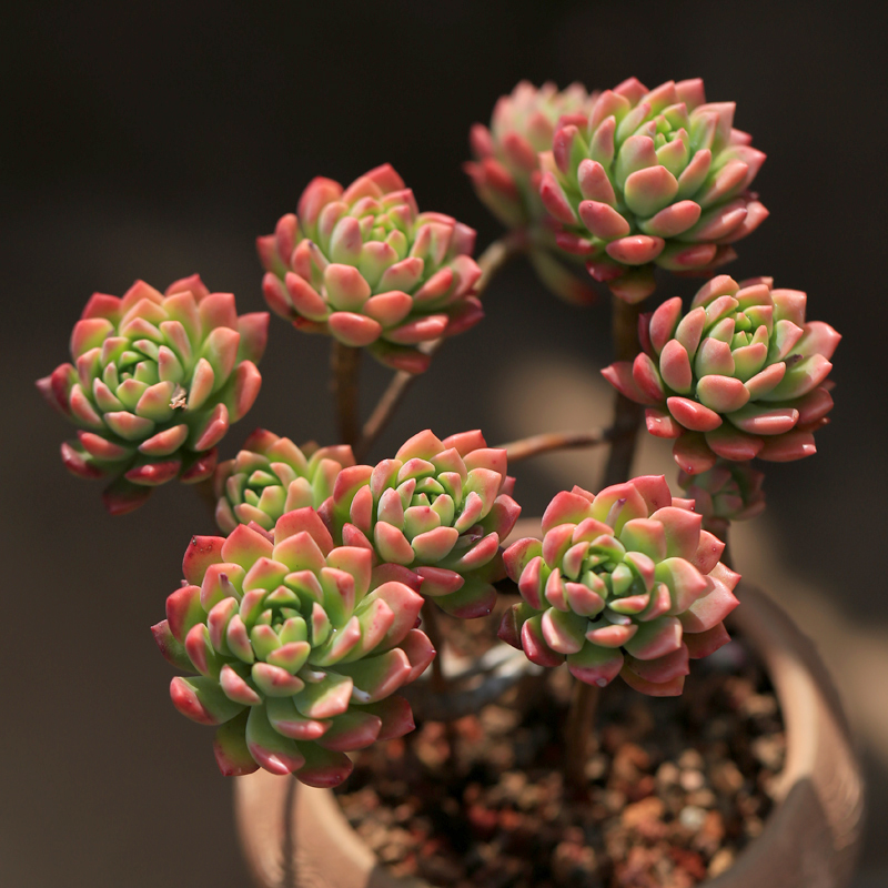 马库斯多肉植物群生大株老桩室内组合盆栽肉肉绿植满 马库斯[老桩群生