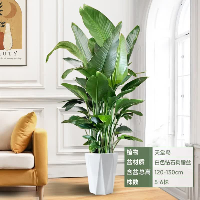 静黛轩天堂鸟客厅绿植盆栽室内旺宅大型办公室网红植物鹤望兰好养活花卉 1.2-1.3米高【白色钻石树脂盆】 含盆怎么看?