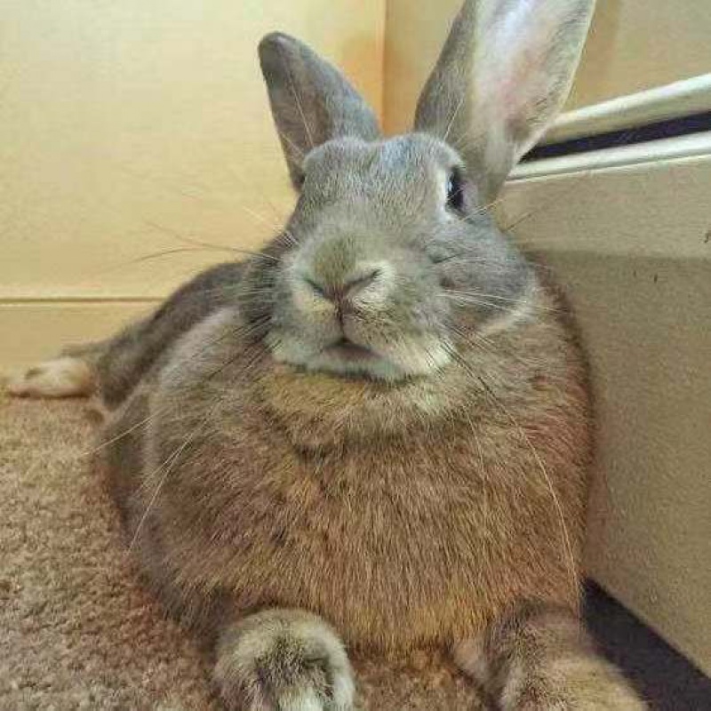 【店铺推荐】新品喜马拉雅巨兔大型肉兔活体比利时活体兔子可以长70斤